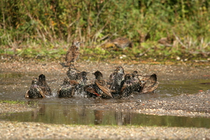 Vogel plaatjes Spreeuwen 