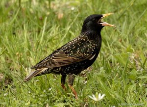 Vogel plaatjes Spreeuwen 