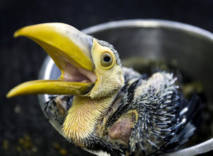 Vogel plaatjes Toekan 