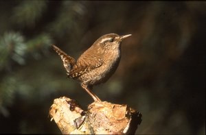 Vogel plaatjes Winterkoninkje 