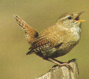 Vogel plaatjes Winterkoninkje 