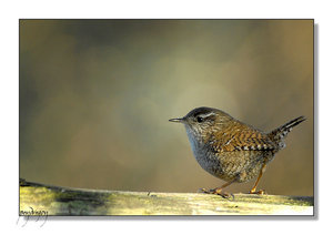 Vogel plaatjes Winterkoninkje 