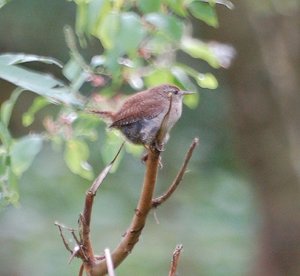 Vogel plaatjes Winterkoninkje 