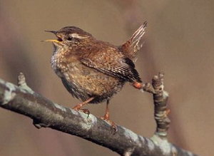 Vogel plaatjes Winterkoninkje 