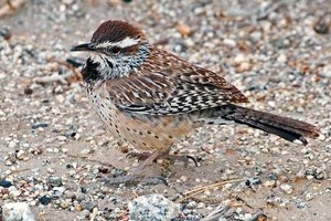 Vogel plaatjes Winterkoninkje 