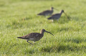 Vogel plaatjes Wulp 