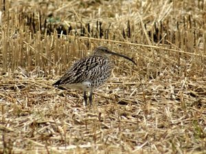 Vogel plaatjes Wulp 