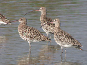 Vogel plaatjes Wulp 