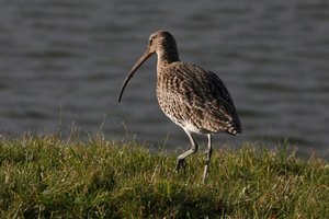 Vogel plaatjes Wulp 