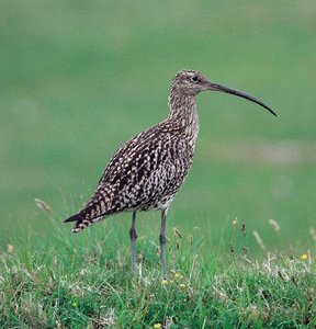 Vogel plaatjes Wulp 