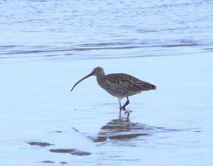 Vogel plaatjes Wulp 