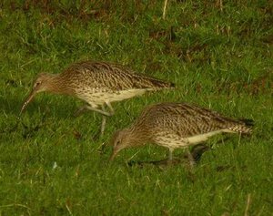 Vogel plaatjes Wulp 