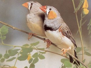 Vogel plaatjes Zebravinken 