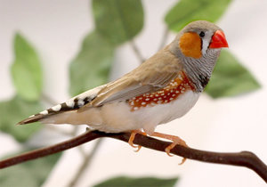 Vogel plaatjes Zebravinken 