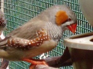 Vogel plaatjes Zebravinken 