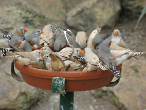 Vogel plaatjes Zebravinken 