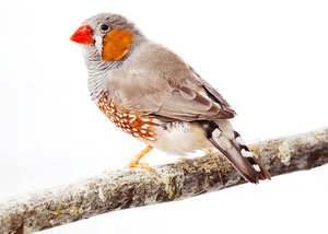 Vogel plaatjes Zebravinken 