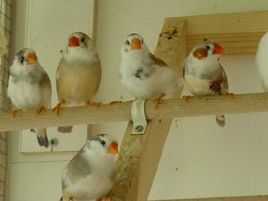 Vogel plaatjes Zebravinken 