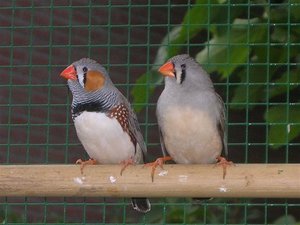 Vogel plaatjes Zebravinken 