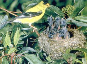 Vogel plaatjes Zwartkopsijs 