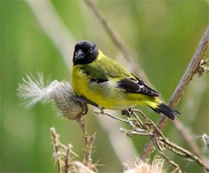 Vogel plaatjes Zwartkopsijs 