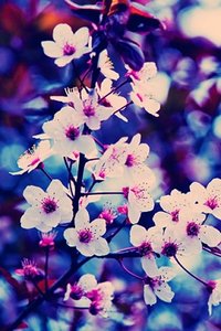 Bloemen Wallpapers Iphone 