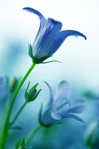 Bloemen Wallpapers Iphone 