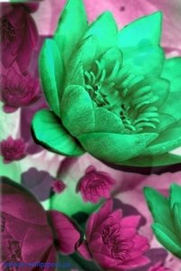 Bloemen Wallpapers Iphone 