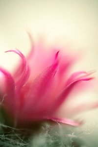 Bloemen Wallpapers Iphone 