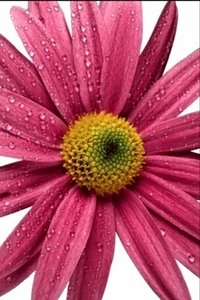 Bloemen Wallpapers Iphone 