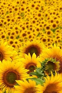 Bloemen Wallpapers Iphone Veld Vol Met Gele Zonnebloemen