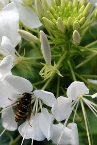 Bloemen Wallpapers Iphone 