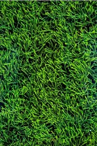 Bloemen Wallpapers Iphone 