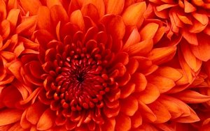 Bloemen Wallpapers Iphone 