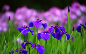 Bloemen Wallpapers Iphone Weide Met Iris Bloemen