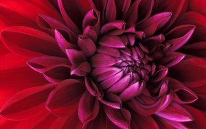 Bloemen Wallpapers Iphone 