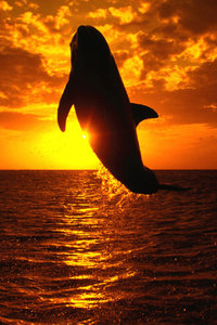Dieren Wallpapers Iphone Dolfijn Ondergaande Zon Zee Springen