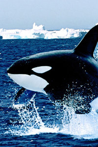 Dieren Wallpapers Iphone 