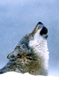 Dieren Wallpapers Iphone 