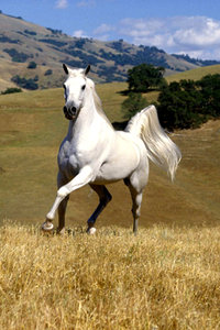 Dieren Wallpapers Iphone Een Mooi Wit Rennend Paard Die Door Een Mooi Landschap Zijn Ronde Doet