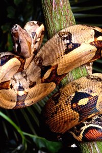 Dieren Wallpapers Iphone 