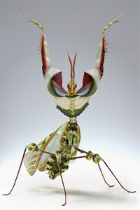 Insecten Wallpapers Iphone 