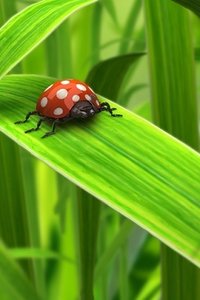 Insecten Wallpapers Iphone 