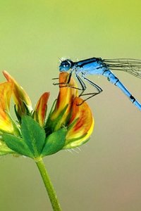 Insecten Wallpapers Iphone 