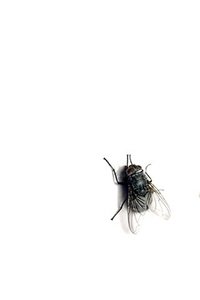 Insecten Wallpapers Iphone 