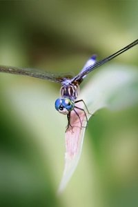 Insecten Wallpapers Iphone 