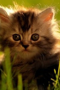 Katten en poezen Wallpapers Iphone 