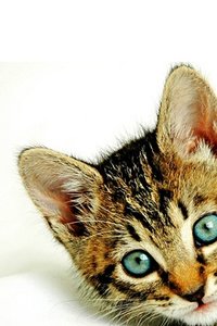 Katten en poezen Wallpapers Iphone 