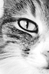 Katten en poezen Wallpapers Iphone 