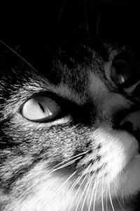 Katten en poezen Wallpapers Iphone 